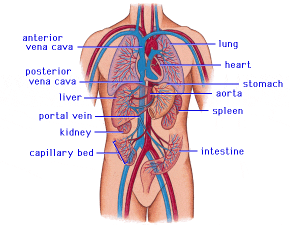 circulatory-system-labeled-diagram-wfn3hnqw