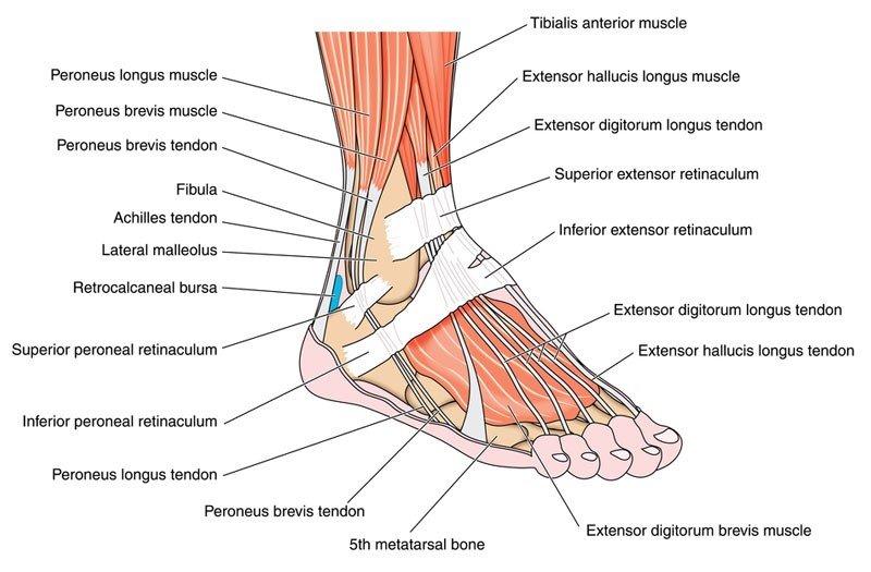 illustration of ankle muscles, tendons, and ligaments